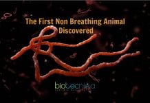 First Animal Ever That Does Not Breathe Discovered! Image: © Stephen Douglas Atkinson