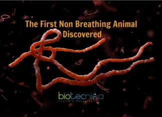 First Animal Ever That Does Not Breathe Discovered! Image: © Stephen Douglas Atkinson