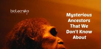 ghost DNA in West Africans