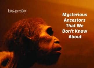 ‘Ghost DNA’ In West Africans – Hint Towards A Hidden Story Of Human Origin? ghost DNA in West Africans