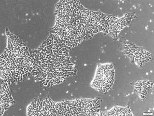 World's Largest Stem Cell Biobank