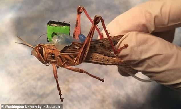 bomb-sniffing cyborg locusts