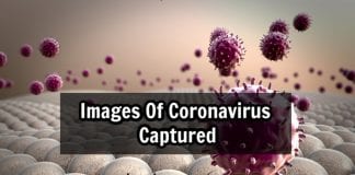 microscope images of coronavirus
