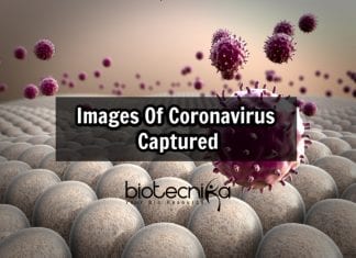 First Images Of Novel Coronavirus Captured By US Scientists microscope images of coronavirus