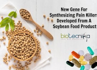 new gene for synthesizing pain killers