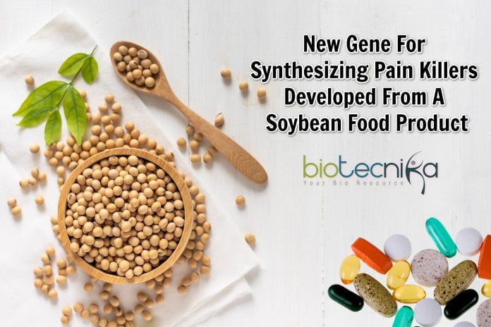 new gene for synthesizing pain killers