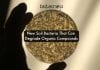 This Newly Identified Soil Bacteria Can Fight Pollutants & Climate Change new soil bacteria degrade pollutants