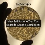 new soil bacteria degrade pollutants