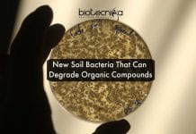 This Newly Identified Soil Bacteria Can Fight Pollutants & Climate Change new soil bacteria degrade pollutants