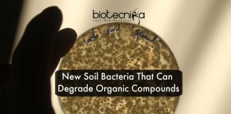 new soil bacteria degrade pollutants