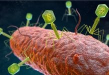 Artificial Viruses Specialized To Kill SuperBugs Developed