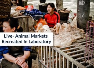 virus transmission in artificial ecosystem