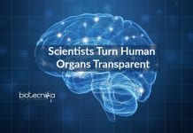 Scientists Turn Human Organs Transparent To Study Cellular Structure Transparent Human Organs