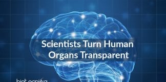 Transparent Human Organs