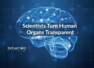 Scientists Turn Human Organs Transparent To Study Cellular Structure Transparent Human Organs