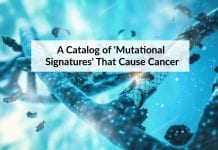 Huge Catalog Of Mutations That Leads To Cancer Created list of mutations that cause cancer