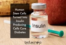 Scientists May Have Developed A Long Term Cure For Diabetes stem cells to cure diabetes