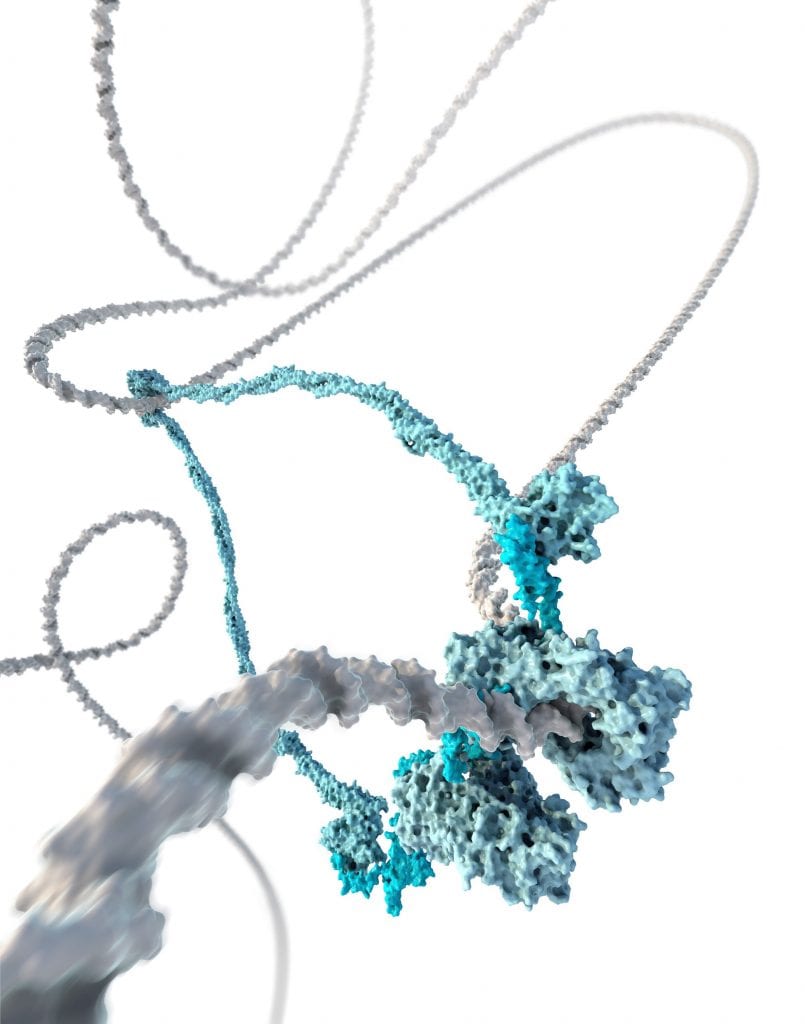 Folding of DNA by Condensins