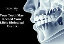 Your Teeth May Record Your Life’s Most Important Biological Events Cementum rings record biological