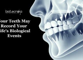 Your Teeth May Record Your Life’s Most Important Biological Events Cementum rings record biological
