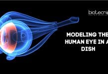 Modeling The Human Eye In A Dish Human Eye Model