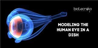 Human Eye Model