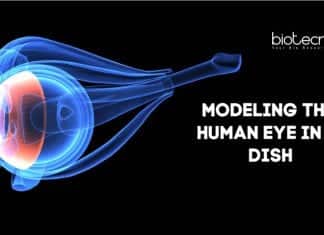 Modeling The Human Eye In A Dish Human Eye Model