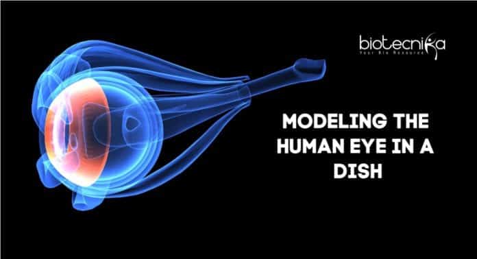 Human Eye Model