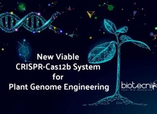 New Viable CRISPR-Cas12b System for Plant Genome Engineering By UMD Researcher CRISPR-Cas12b for Plant Genome Engineering