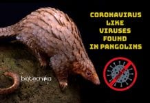 Coronavirus Like Viruses Found In Smuggled Pangolins Coronavirus like virus found in pangolin