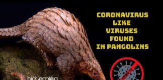 Coronavirus like virus found in pangolin