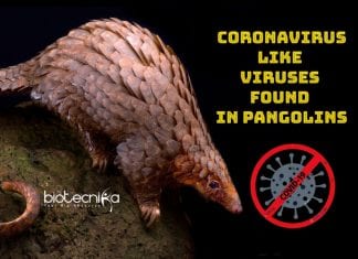 Coronavirus Like Viruses Found In Smuggled Pangolins Coronavirus like virus found in pangolin