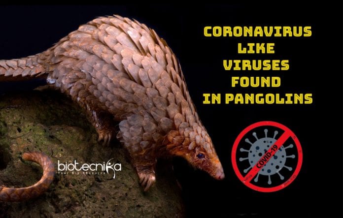 Coronavirus like virus found in pangolin