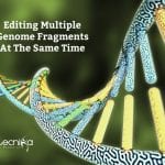 Editing Multiple Genome Fragments At A Time Scientists can now edit multiple sites in the genome at the same time to learn how different DNA stretches co-operate in health and disease. CRISPR-based DNA editing has revolutionized the study of the human genome by allowing precise deletion of any human gene to glean insights into its function. But one feature remained challenging—the ability to simultaneously remove multiple genes or gene fragments in the same cell. Yet this type of genome surgery is key for scientists to understand how different parts of the genome work together in the contexts of both normal physiology and disease. Now such a tool exists thanks to the teams of Benjamin Blencowe and Jason Moffat, both professors of molecular genetics at the Donnelly Centre for Cellular and Biomolecular Research. Dubbed 'CHyMErA', for Cas Hybrid for Multiplexed Editing and Screening Applications, the method can be applied to any type of mammalian cell to systematically target the DNA at multiple positions at the same time, as described in a study published in the journal Nature Biotechnology. Often described as genome scissors, CRISPR works by sending a DNA-cutting enzyme to desired sites in the genome via guide RNA molecules, engineered to adhere to the target site. The most widely used DNA-cutting enzyme is Cas9. - Editing Multiple Genome Fragments At A Time. Since Cas9 first came to light, other Cas enzymes with distinct properties have been identified by scientists seeking to improve and expand the applications of the technology. Unlike the CRISPR-Cas9 technology, CHyMErA combines two different DNA-cutting enzymes, Cas9 and Cas12a, to allow more versatile applications. Cas12a is an enzyme that can be used to generate multiple guide RNA molecules in the same cell, which is key for simultaneous DNA editing. Thomas Gonatopoulos-Pournatzis, a research associate in Blencowe's group, had spent several years trying to develop combinatorial gene editing by testing Cas9 and Cas12a enzymes on their own. He then had the idea to combine these enzymes to generate the CHyMErA system. "We had been trying a number of approaches to induce genetic fragment deletions and nothing worked as well as CHyMErA," he says. "I was thrilled when together with Shaghayegh Farhangmehr, a Ph.D. student in the Blencowe lab, we saw the first evidence that CHyMErA was successful in deleting gene segments. We obtained these results on Boxing Day and it was the best Christmas present I could have wished for." The next step was to harness CHyMErA in large-scale screens to systematically analyze how genes act together, as well as the functions of individual parts of genes. Blencowe's team, which studies the regulation and function of gene segments known as exons, approached Moffat, whose group had developed extensive experience with CRISPR technology. "With CHyMErA, you can use the best of the two enzymes," says Michael Aregger, a research associate in the Moffat lab, who played a key role in developing the screen-based applications of CHyMErA. "Cas9 has been improved by the community to have a very high editing efficiency, whereas Cas12a allows multiplexing of guide RNAs and therefore provides a lot more flexibility in finding sites in the genome that we can cut." In one application of CHyMErA, the researchers targeted pairs of genes known as paralogs, which have a similar DNA code but remain poorly studied because they were difficult to research. Because paralogs arose by duplication of an ancestral gene, it had been assumed they would largely have similar roles. But their function could not be revealed by the existing single-gene targeting methods typically employed in genetic screens, mostly because the other paralog would compensate for the one that's missing. "With CHyMErA, we can take out both paralogs in pairs to see if that ancestral function is important for the cell to survive," says Kevin Brown, a senior research associate in the Moffat lab and co-lead author on the study along with Aregger and Gonatopoulos-Pournatzis. "We are able to now interrogate a class of genes that were previously missed." After knocking out ~700 paralog pairs, almost all that exist in the human genome, the analysis confirmed that many of these gene pairs do indeed perform similar roles in cell survival, whereas others have distinct functions. Another feature of CHyMErA is that both Cas9 and Cas12a can be deployed to nearby genome sites to cut out gene fragments such as exons. This allowed the team to individually delete thousands of exons that have been linked to cancer and brain function but were not amenable to targeting with Cas9 alone. Exons are variably included in genes' transcripts and can modify the function of the encoded proteins, although how individual exons contribute to cellular processes remains largely unknown. Out of 2,000 exons analyzed by CHyMErA, over 100 were found to be critical for cell survival, enabling future research to now focus on shining light on their potential roles in disease. "Once we identify exons that have a critical role in disease, we can use this information to develop new therapies," says Gonatopoulos-Pournatzis. Editing Multiple Genome Fragments At A Time - Source
