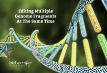 New System To Edit Multiple Genome Fragments Together Editing Multiple Genome Fragments At A Time Scientists can now edit multiple sites in the genome at the same time to learn how different DNA stretches co-operate in health and disease. CRISPR-based DNA editing has revolutionized the study of the human genome by allowing precise deletion of any human gene to glean insights into its function. But one feature remained challenging—the ability to simultaneously remove multiple genes or gene fragments in the same cell. Yet this type of genome surgery is key for scientists to understand how different parts of the genome work together in the contexts of both normal physiology and disease. Now such a tool exists thanks to the teams of Benjamin Blencowe and Jason Moffat, both professors of molecular genetics at the Donnelly Centre for Cellular and Biomolecular Research. Dubbed 'CHyMErA', for Cas Hybrid for Multiplexed Editing and Screening Applications, the method can be applied to any type of mammalian cell to systematically target the DNA at multiple positions at the same time, as described in a study published in the journal Nature Biotechnology. Often described as genome scissors, CRISPR works by sending a DNA-cutting enzyme to desired sites in the genome via guide RNA molecules, engineered to adhere to the target site. The most widely used DNA-cutting enzyme is Cas9. - Editing Multiple Genome Fragments At A Time. Since Cas9 first came to light, other Cas enzymes with distinct properties have been identified by scientists seeking to improve and expand the applications of the technology. Unlike the CRISPR-Cas9 technology, CHyMErA combines two different DNA-cutting enzymes, Cas9 and Cas12a, to allow more versatile applications. Cas12a is an enzyme that can be used to generate multiple guide RNA molecules in the same cell, which is key for simultaneous DNA editing. Thomas Gonatopoulos-Pournatzis, a research associate in Blencowe's group, had spent several years trying to develop combinatorial gene editing by testing Cas9 and Cas12a enzymes on their own. He then had the idea to combine these enzymes to generate the CHyMErA system. "We had been trying a number of approaches to induce genetic fragment deletions and nothing worked as well as CHyMErA," he says. "I was thrilled when together with Shaghayegh Farhangmehr, a Ph.D. student in the Blencowe lab, we saw the first evidence that CHyMErA was successful in deleting gene segments. We obtained these results on Boxing Day and it was the best Christmas present I could have wished for." The next step was to harness CHyMErA in large-scale screens to systematically analyze how genes act together, as well as the functions of individual parts of genes. Blencowe's team, which studies the regulation and function of gene segments known as exons, approached Moffat, whose group had developed extensive experience with CRISPR technology. "With CHyMErA, you can use the best of the two enzymes," says Michael Aregger, a research associate in the Moffat lab, who played a key role in developing the screen-based applications of CHyMErA. "Cas9 has been improved by the community to have a very high editing efficiency, whereas Cas12a allows multiplexing of guide RNAs and therefore provides a lot more flexibility in finding sites in the genome that we can cut." In one application of CHyMErA, the researchers targeted pairs of genes known as paralogs, which have a similar DNA code but remain poorly studied because they were difficult to research. Because paralogs arose by duplication of an ancestral gene, it had been assumed they would largely have similar roles. But their function could not be revealed by the existing single-gene targeting methods typically employed in genetic screens, mostly because the other paralog would compensate for the one that's missing. "With CHyMErA, we can take out both paralogs in pairs to see if that ancestral function is important for the cell to survive," says Kevin Brown, a senior research associate in the Moffat lab and co-lead author on the study along with Aregger and Gonatopoulos-Pournatzis. "We are able to now interrogate a class of genes that were previously missed." After knocking out ~700 paralog pairs, almost all that exist in the human genome, the analysis confirmed that many of these gene pairs do indeed perform similar roles in cell survival, whereas others have distinct functions. Another feature of CHyMErA is that both Cas9 and Cas12a can be deployed to nearby genome sites to cut out gene fragments such as exons. This allowed the team to individually delete thousands of exons that have been linked to cancer and brain function but were not amenable to targeting with Cas9 alone. Exons are variably included in genes' transcripts and can modify the function of the encoded proteins, although how individual exons contribute to cellular processes remains largely unknown. Out of 2,000 exons analyzed by CHyMErA, over 100 were found to be critical for cell survival, enabling future research to now focus on shining light on their potential roles in disease. "Once we identify exons that have a critical role in disease, we can use this information to develop new therapies," says Gonatopoulos-Pournatzis. Editing Multiple Genome Fragments At A Time - Source