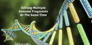 Editing Multiple Genome Fragments At A Time Scientists can now edit multiple sites in the genome at the same time to learn how different DNA stretches co-operate in health and disease. CRISPR-based DNA editing has revolutionized the study of the human genome by allowing precise deletion of any human gene to glean insights into its function. But one feature remained challenging—the ability to simultaneously remove multiple genes or gene fragments in the same cell. Yet this type of genome surgery is key for scientists to understand how different parts of the genome work together in the contexts of both normal physiology and disease. Now such a tool exists thanks to the teams of Benjamin Blencowe and Jason Moffat, both professors of molecular genetics at the Donnelly Centre for Cellular and Biomolecular Research. Dubbed 'CHyMErA', for Cas Hybrid for Multiplexed Editing and Screening Applications, the method can be applied to any type of mammalian cell to systematically target the DNA at multiple positions at the same time, as described in a study published in the journal Nature Biotechnology. Often described as genome scissors, CRISPR works by sending a DNA-cutting enzyme to desired sites in the genome via guide RNA molecules, engineered to adhere to the target site. The most widely used DNA-cutting enzyme is Cas9. - Editing Multiple Genome Fragments At A Time. Since Cas9 first came to light, other Cas enzymes with distinct properties have been identified by scientists seeking to improve and expand the applications of the technology. Unlike the CRISPR-Cas9 technology, CHyMErA combines two different DNA-cutting enzymes, Cas9 and Cas12a, to allow more versatile applications. Cas12a is an enzyme that can be used to generate multiple guide RNA molecules in the same cell, which is key for simultaneous DNA editing. Thomas Gonatopoulos-Pournatzis, a research associate in Blencowe's group, had spent several years trying to develop combinatorial gene editing by testing Cas9 and Cas12a enzymes on their own. He then had the idea to combine these enzymes to generate the CHyMErA system. "We had been trying a number of approaches to induce genetic fragment deletions and nothing worked as well as CHyMErA," he says. "I was thrilled when together with Shaghayegh Farhangmehr, a Ph.D. student in the Blencowe lab, we saw the first evidence that CHyMErA was successful in deleting gene segments. We obtained these results on Boxing Day and it was the best Christmas present I could have wished for." The next step was to harness CHyMErA in large-scale screens to systematically analyze how genes act together, as well as the functions of individual parts of genes. Blencowe's team, which studies the regulation and function of gene segments known as exons, approached Moffat, whose group had developed extensive experience with CRISPR technology. "With CHyMErA, you can use the best of the two enzymes," says Michael Aregger, a research associate in the Moffat lab, who played a key role in developing the screen-based applications of CHyMErA. "Cas9 has been improved by the community to have a very high editing efficiency, whereas Cas12a allows multiplexing of guide RNAs and therefore provides a lot more flexibility in finding sites in the genome that we can cut." In one application of CHyMErA, the researchers targeted pairs of genes known as paralogs, which have a similar DNA code but remain poorly studied because they were difficult to research. Because paralogs arose by duplication of an ancestral gene, it had been assumed they would largely have similar roles. But their function could not be revealed by the existing single-gene targeting methods typically employed in genetic screens, mostly because the other paralog would compensate for the one that's missing. "With CHyMErA, we can take out both paralogs in pairs to see if that ancestral function is important for the cell to survive," says Kevin Brown, a senior research associate in the Moffat lab and co-lead author on the study along with Aregger and Gonatopoulos-Pournatzis. "We are able to now interrogate a class of genes that were previously missed." After knocking out ~700 paralog pairs, almost all that exist in the human genome, the analysis confirmed that many of these gene pairs do indeed perform similar roles in cell survival, whereas others have distinct functions. Another feature of CHyMErA is that both Cas9 and Cas12a can be deployed to nearby genome sites to cut out gene fragments such as exons. This allowed the team to individually delete thousands of exons that have been linked to cancer and brain function but were not amenable to targeting with Cas9 alone. Exons are variably included in genes' transcripts and can modify the function of the encoded proteins, although how individual exons contribute to cellular processes remains largely unknown. Out of 2,000 exons analyzed by CHyMErA, over 100 were found to be critical for cell survival, enabling future research to now focus on shining light on their potential roles in disease. "Once we identify exons that have a critical role in disease, we can use this information to develop new therapies," says Gonatopoulos-Pournatzis. Editing Multiple Genome Fragments At A Time - Source