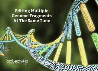 New System To Edit Multiple Genome Fragments Together Editing Multiple Genome Fragments At A Time Scientists can now edit multiple sites in the genome at the same time to learn how different DNA stretches co-operate in health and disease. CRISPR-based DNA editing has revolutionized the study of the human genome by allowing precise deletion of any human gene to glean insights into its function. But one feature remained challenging—the ability to simultaneously remove multiple genes or gene fragments in the same cell. Yet this type of genome surgery is key for scientists to understand how different parts of the genome work together in the contexts of both normal physiology and disease. Now such a tool exists thanks to the teams of Benjamin Blencowe and Jason Moffat, both professors of molecular genetics at the Donnelly Centre for Cellular and Biomolecular Research. Dubbed 'CHyMErA', for Cas Hybrid for Multiplexed Editing and Screening Applications, the method can be applied to any type of mammalian cell to systematically target the DNA at multiple positions at the same time, as described in a study published in the journal Nature Biotechnology. Often described as genome scissors, CRISPR works by sending a DNA-cutting enzyme to desired sites in the genome via guide RNA molecules, engineered to adhere to the target site. The most widely used DNA-cutting enzyme is Cas9. - Editing Multiple Genome Fragments At A Time. Since Cas9 first came to light, other Cas enzymes with distinct properties have been identified by scientists seeking to improve and expand the applications of the technology. Unlike the CRISPR-Cas9 technology, CHyMErA combines two different DNA-cutting enzymes, Cas9 and Cas12a, to allow more versatile applications. Cas12a is an enzyme that can be used to generate multiple guide RNA molecules in the same cell, which is key for simultaneous DNA editing. Thomas Gonatopoulos-Pournatzis, a research associate in Blencowe's group, had spent several years trying to develop combinatorial gene editing by testing Cas9 and Cas12a enzymes on their own. He then had the idea to combine these enzymes to generate the CHyMErA system. "We had been trying a number of approaches to induce genetic fragment deletions and nothing worked as well as CHyMErA," he says. "I was thrilled when together with Shaghayegh Farhangmehr, a Ph.D. student in the Blencowe lab, we saw the first evidence that CHyMErA was successful in deleting gene segments. We obtained these results on Boxing Day and it was the best Christmas present I could have wished for." The next step was to harness CHyMErA in large-scale screens to systematically analyze how genes act together, as well as the functions of individual parts of genes. Blencowe's team, which studies the regulation and function of gene segments known as exons, approached Moffat, whose group had developed extensive experience with CRISPR technology. "With CHyMErA, you can use the best of the two enzymes," says Michael Aregger, a research associate in the Moffat lab, who played a key role in developing the screen-based applications of CHyMErA. "Cas9 has been improved by the community to have a very high editing efficiency, whereas Cas12a allows multiplexing of guide RNAs and therefore provides a lot more flexibility in finding sites in the genome that we can cut." In one application of CHyMErA, the researchers targeted pairs of genes known as paralogs, which have a similar DNA code but remain poorly studied because they were difficult to research. Because paralogs arose by duplication of an ancestral gene, it had been assumed they would largely have similar roles. But their function could not be revealed by the existing single-gene targeting methods typically employed in genetic screens, mostly because the other paralog would compensate for the one that's missing. "With CHyMErA, we can take out both paralogs in pairs to see if that ancestral function is important for the cell to survive," says Kevin Brown, a senior research associate in the Moffat lab and co-lead author on the study along with Aregger and Gonatopoulos-Pournatzis. "We are able to now interrogate a class of genes that were previously missed." After knocking out ~700 paralog pairs, almost all that exist in the human genome, the analysis confirmed that many of these gene pairs do indeed perform similar roles in cell survival, whereas others have distinct functions. Another feature of CHyMErA is that both Cas9 and Cas12a can be deployed to nearby genome sites to cut out gene fragments such as exons. This allowed the team to individually delete thousands of exons that have been linked to cancer and brain function but were not amenable to targeting with Cas9 alone. Exons are variably included in genes' transcripts and can modify the function of the encoded proteins, although how individual exons contribute to cellular processes remains largely unknown. Out of 2,000 exons analyzed by CHyMErA, over 100 were found to be critical for cell survival, enabling future research to now focus on shining light on their potential roles in disease. "Once we identify exons that have a critical role in disease, we can use this information to develop new therapies," says Gonatopoulos-Pournatzis. Editing Multiple Genome Fragments At A Time - Source