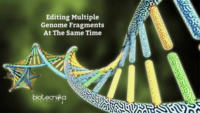 Editing Multiple Genome Fragments At A Time Scientists can now edit multiple sites in the genome at the same time to learn how different DNA stretches co-operate in health and disease. CRISPR-based DNA editing has revolutionized the study of the human genome by allowing precise deletion of any human gene to glean insights into its function. But one feature remained challenging—the ability to simultaneously remove multiple genes or gene fragments in the same cell. Yet this type of genome surgery is key for scientists to understand how different parts of the genome work together in the contexts of both normal physiology and disease. Now such a tool exists thanks to the teams of Benjamin Blencowe and Jason Moffat, both professors of molecular genetics at the Donnelly Centre for Cellular and Biomolecular Research. Dubbed 'CHyMErA', for Cas Hybrid for Multiplexed Editing and Screening Applications, the method can be applied to any type of mammalian cell to systematically target the DNA at multiple positions at the same time, as described in a study published in the journal Nature Biotechnology. Often described as genome scissors, CRISPR works by sending a DNA-cutting enzyme to desired sites in the genome via guide RNA molecules, engineered to adhere to the target site. The most widely used DNA-cutting enzyme is Cas9. - Editing Multiple Genome Fragments At A Time. Since Cas9 first came to light, other Cas enzymes with distinct properties have been identified by scientists seeking to improve and expand the applications of the technology. Unlike the CRISPR-Cas9 technology, CHyMErA combines two different DNA-cutting enzymes, Cas9 and Cas12a, to allow more versatile applications. Cas12a is an enzyme that can be used to generate multiple guide RNA molecules in the same cell, which is key for simultaneous DNA editing. Thomas Gonatopoulos-Pournatzis, a research associate in Blencowe's group, had spent several years trying to develop combinatorial gene editing by testing Cas9 and Cas12a enzymes on their own. He then had the idea to combine these enzymes to generate the CHyMErA system. "We had been trying a number of approaches to induce genetic fragment deletions and nothing worked as well as CHyMErA," he says. "I was thrilled when together with Shaghayegh Farhangmehr, a Ph.D. student in the Blencowe lab, we saw the first evidence that CHyMErA was successful in deleting gene segments. We obtained these results on Boxing Day and it was the best Christmas present I could have wished for." The next step was to harness CHyMErA in large-scale screens to systematically analyze how genes act together, as well as the functions of individual parts of genes. Blencowe's team, which studies the regulation and function of gene segments known as exons, approached Moffat, whose group had developed extensive experience with CRISPR technology. "With CHyMErA, you can use the best of the two enzymes," says Michael Aregger, a research associate in the Moffat lab, who played a key role in developing the screen-based applications of CHyMErA. "Cas9 has been improved by the community to have a very high editing efficiency, whereas Cas12a allows multiplexing of guide RNAs and therefore provides a lot more flexibility in finding sites in the genome that we can cut." In one application of CHyMErA, the researchers targeted pairs of genes known as paralogs, which have a similar DNA code but remain poorly studied because they were difficult to research. Because paralogs arose by duplication of an ancestral gene, it had been assumed they would largely have similar roles. But their function could not be revealed by the existing single-gene targeting methods typically employed in genetic screens, mostly because the other paralog would compensate for the one that's missing. "With CHyMErA, we can take out both paralogs in pairs to see if that ancestral function is important for the cell to survive," says Kevin Brown, a senior research associate in the Moffat lab and co-lead author on the study along with Aregger and Gonatopoulos-Pournatzis. "We are able to now interrogate a class of genes that were previously missed." After knocking out ~700 paralog pairs, almost all that exist in the human genome, the analysis confirmed that many of these gene pairs do indeed perform similar roles in cell survival, whereas others have distinct functions. Another feature of CHyMErA is that both Cas9 and Cas12a can be deployed to nearby genome sites to cut out gene fragments such as exons. This allowed the team to individually delete thousands of exons that have been linked to cancer and brain function but were not amenable to targeting with Cas9 alone. Exons are variably included in genes' transcripts and can modify the function of the encoded proteins, although how individual exons contribute to cellular processes remains largely unknown. Out of 2,000 exons analyzed by CHyMErA, over 100 were found to be critical for cell survival, enabling future research to now focus on shining light on their potential roles in disease. "Once we identify exons that have a critical role in disease, we can use this information to develop new therapies," says Gonatopoulos-Pournatzis. Editing Multiple Genome Fragments At A Time - Source