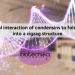 Folding of DNA by Condensins