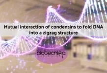 Mutual Condensins Interaction Folds DNA Into Zigzag Structure Folding of DNA by Condensins