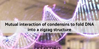 Folding of DNA by Condensins