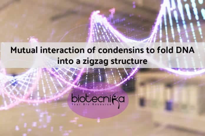 Folding of DNA by Condensins