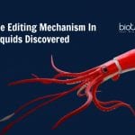 new gene editing mechanism in squids