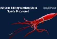 Squid’s Power To Edit RNA Outside Nucleus Discovered new gene editing mechanism in squids