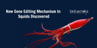 new gene editing mechanism in squids