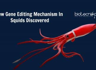 Squid’s Power To Edit RNA Outside Nucleus Discovered new gene editing mechanism in squids