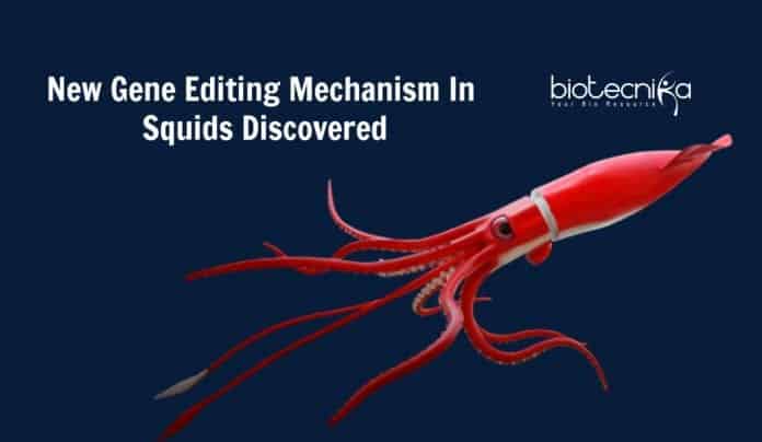 new gene editing mechanism in squids