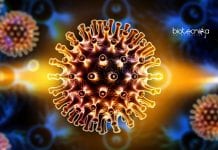 Second HIV Infected Person Cured Using Stem Cell Transplants Second HIV infected person cured