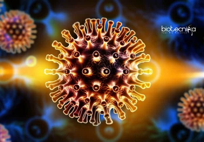 Second HIV infected person cured