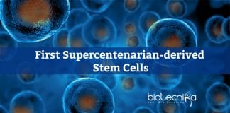 Stem Cells from Supercentenarian Cells